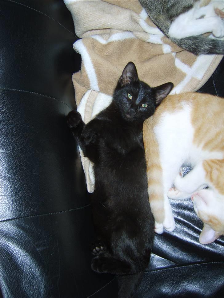 Huskat Bjarne billede 9