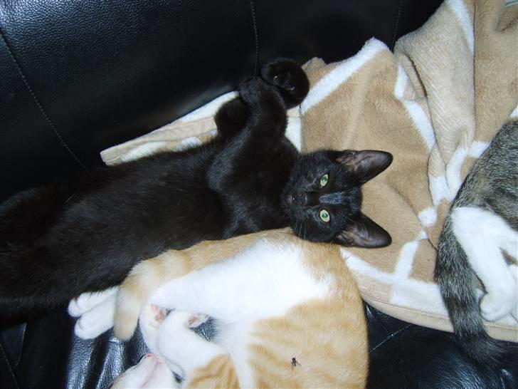 Huskat Bjarne billede 10