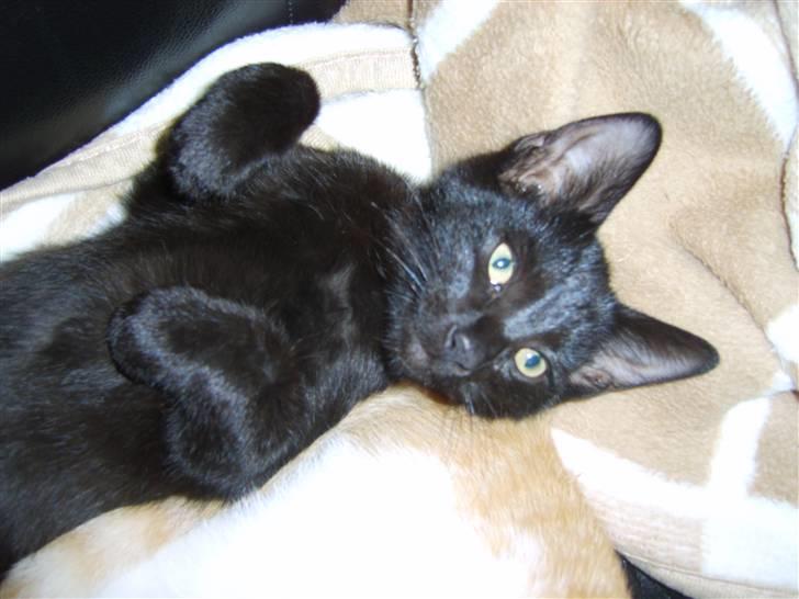 Huskat Bjarne billede 11