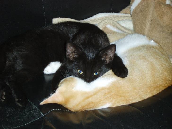 Huskat Bjarne - Jeg holder øje med dig ;) billede 12