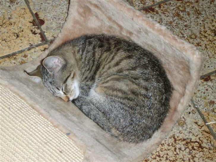 Huskat Perle - Perle kunne godt lide Gerda´s legebræt ;) billede 13