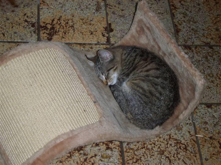 Huskat Perle billede 14