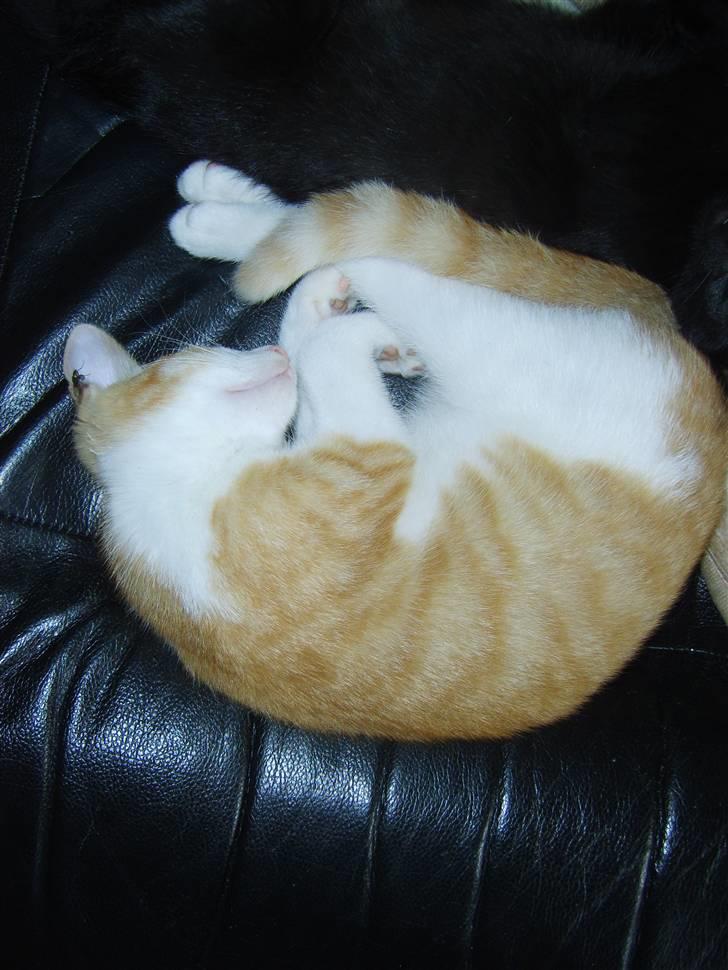 Huskat Monty billede 13