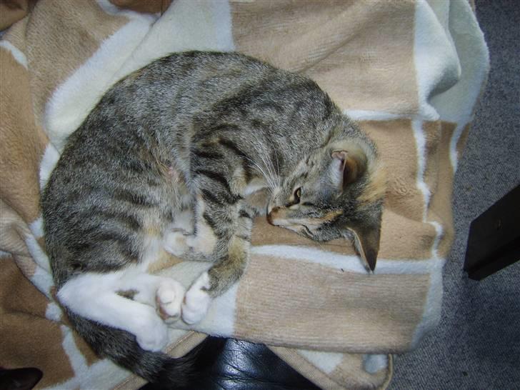 Huskat Mitzy billede 9