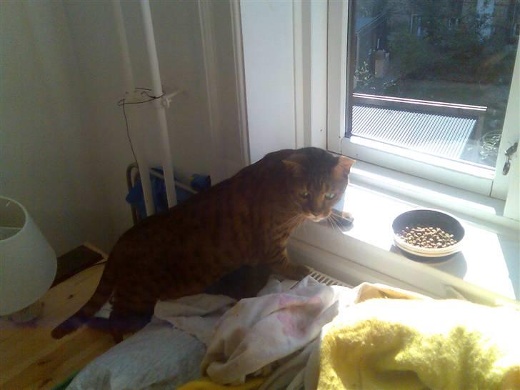 Bengal (Back To Basics) Rose - en ninja/jægersoldat på vej mod sit bytte billede 6