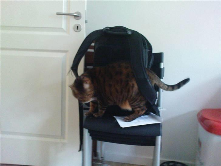 Bengal (Back To Basics) Rose - Rose er af den gamle skole | 21/03/2009 billede 7