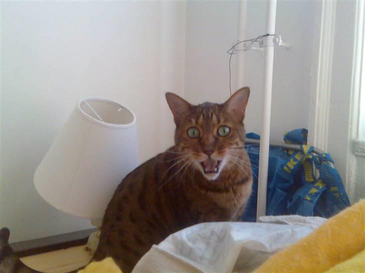 Bengal (Back To Basics) Rose - Det er først slut når den Tykke Dame synger billede 8