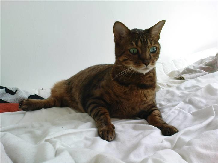 Bengal (Back To Basics) Rose - En Sphinx med hår? billede 9