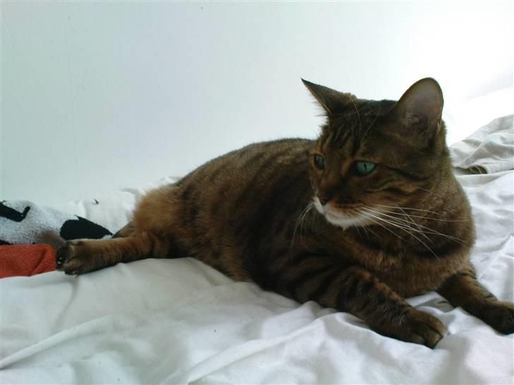 Bengal (Back To Basics) Rose - Lig stille! Jeg forsøger jo at sove! billede 10