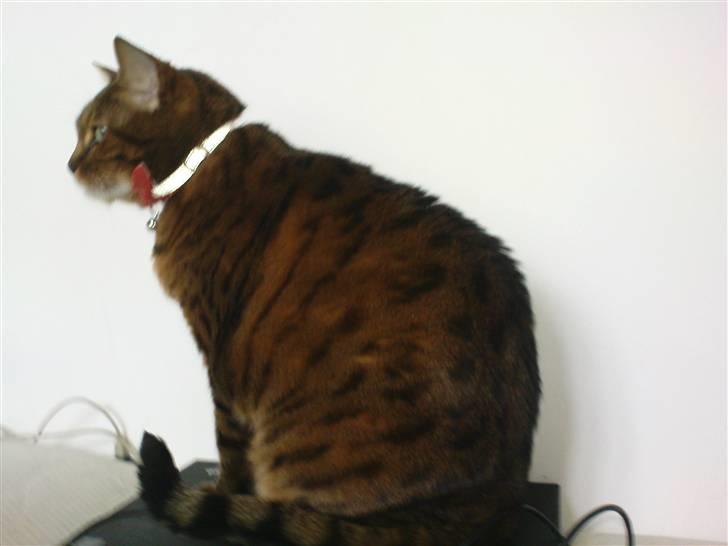 Bengal (Back To Basics) Rose - De sagde det var med touchpad - så jeg rører pladen - men intet bevæger sig | 01/03/2009 billede 11