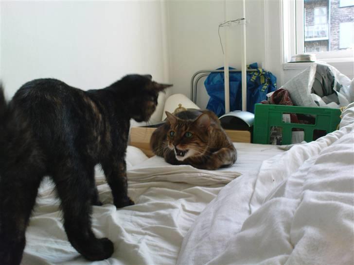 Bengal (Back To Basics) Rose - Underkastelse til en Killing?! Never! billede 12