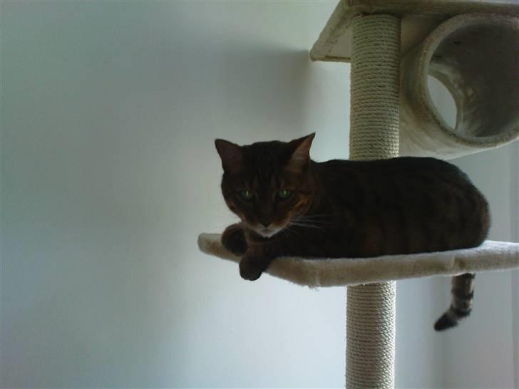 Bengal (Back To Basics) Rose - Come with me, and join The Dark Side! billede 13