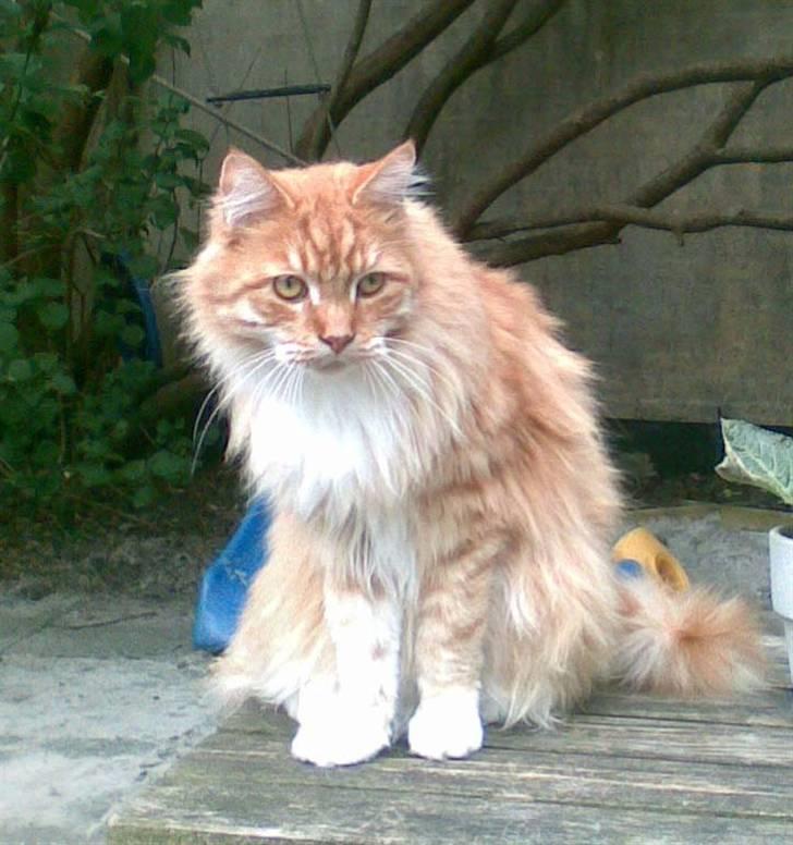 Maine Coon Garfield - aug.08 billede 17