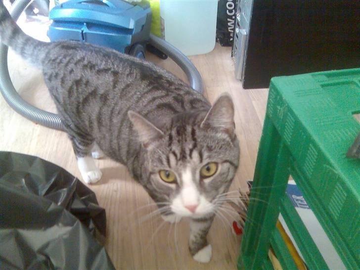 Huskat Thomas billede 24