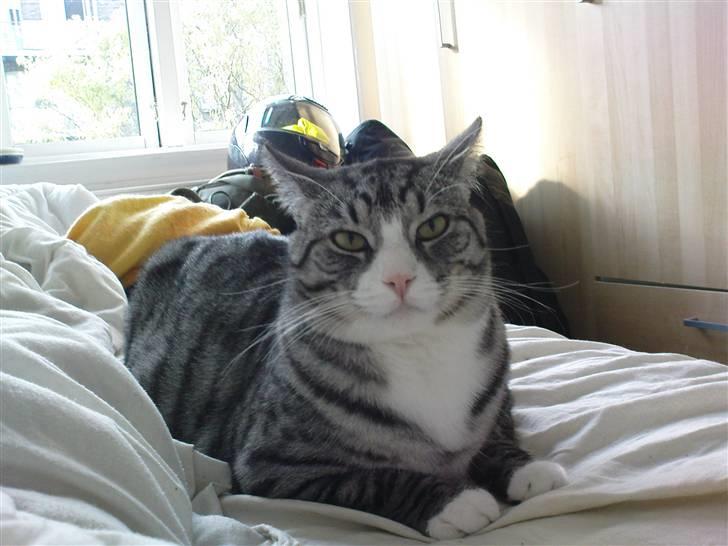 Huskat Thomas - Et "Godmorgen Pap´s" billede fra 18/08/2008 billede 2