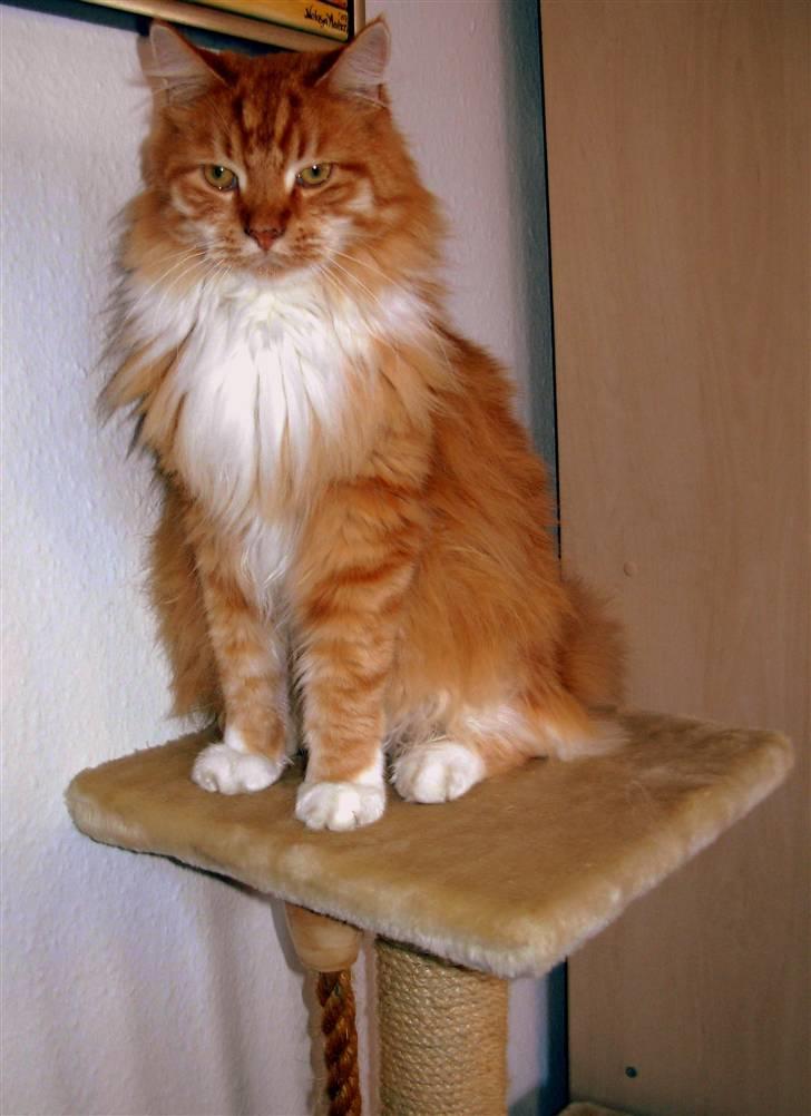 Maine Coon Garfield - aug.08 billede 18