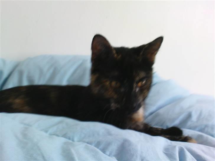 Huskat Bastet - Jeg elsker duften af dyner om morgenen! billede 10