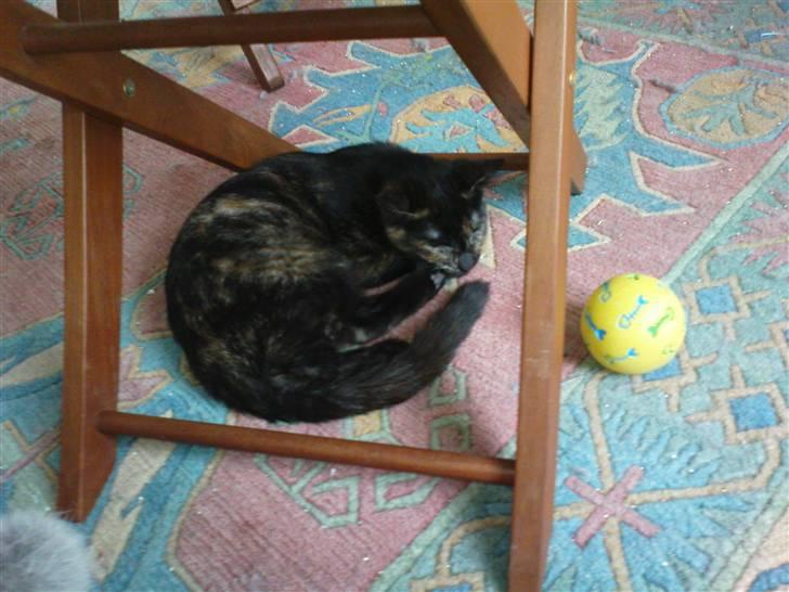 Huskat Bastet billede 11