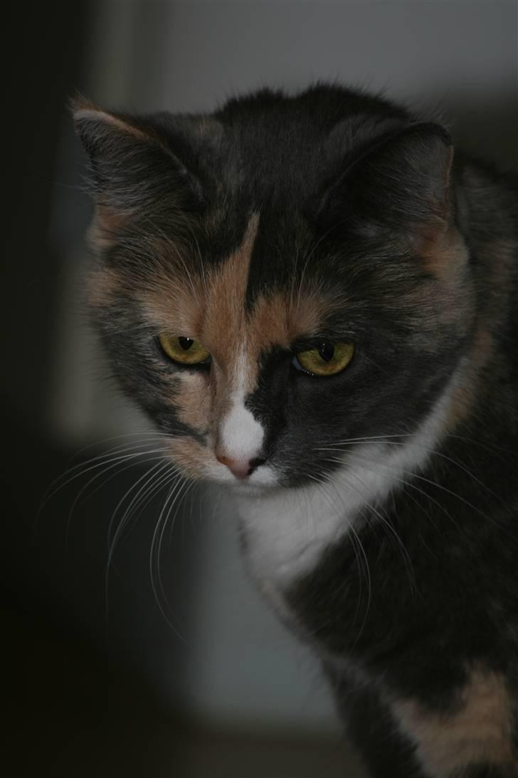 Huskat Maggie billede 2