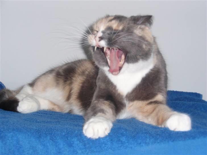 Huskat Maggie - Holde da op hvor er det kedeligt..... billede 3