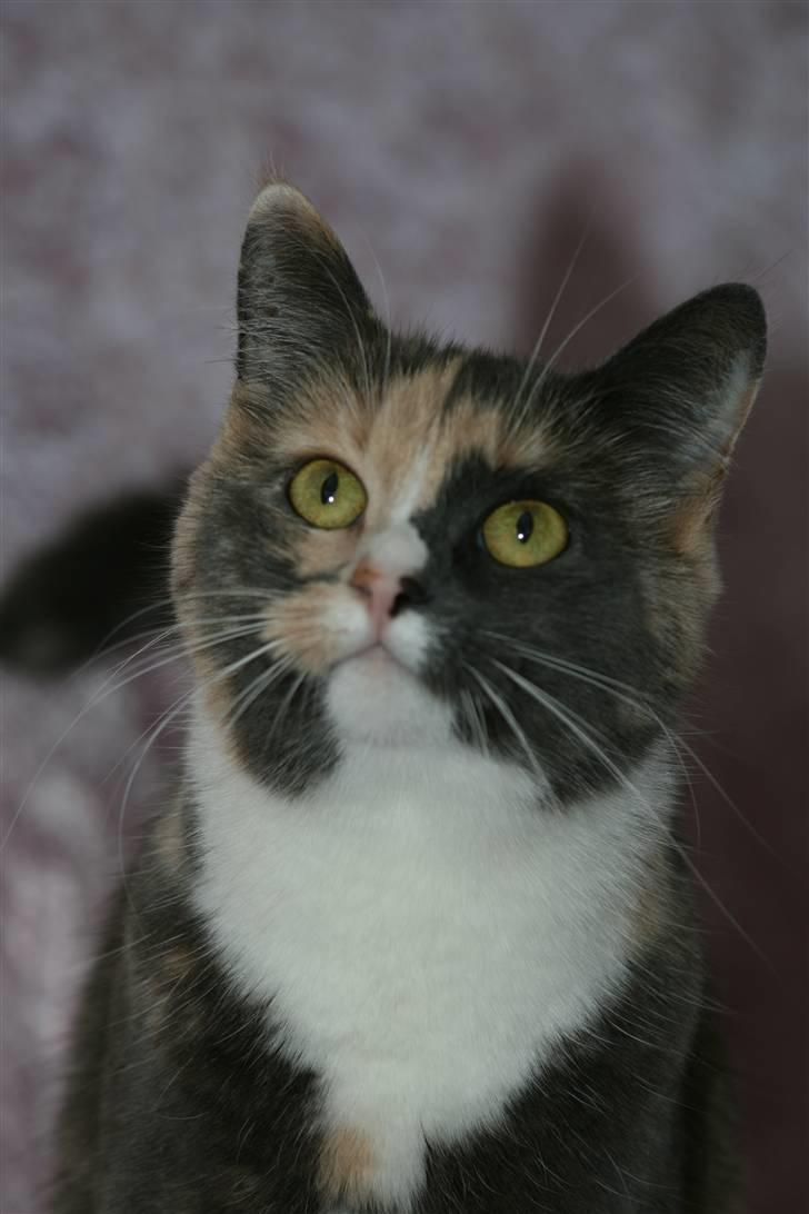 Huskat Maggie - Gud hvor jeg dog se sød ud...... billede 4