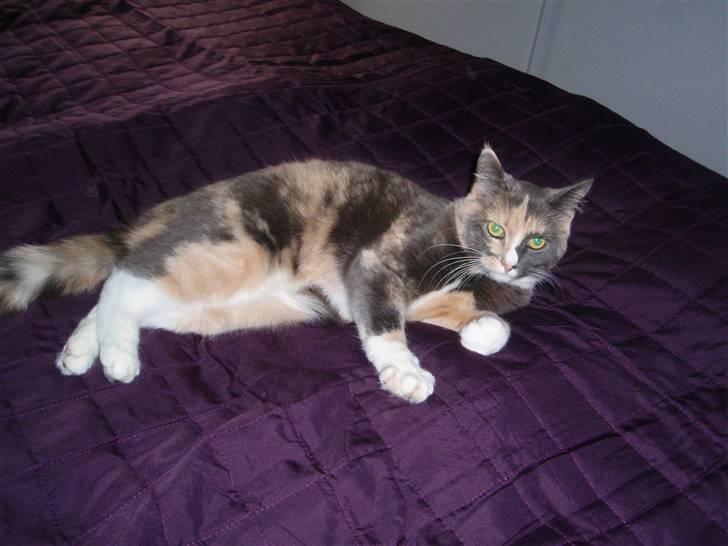 Huskat Maggie - Lilla er osse mig billede 5