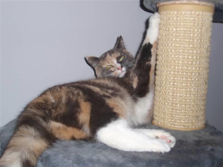 Huskat Maggie - Jeg må holde fast. billede 6