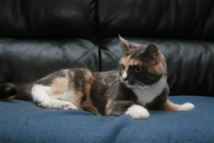 Huskat Maggie billede 7