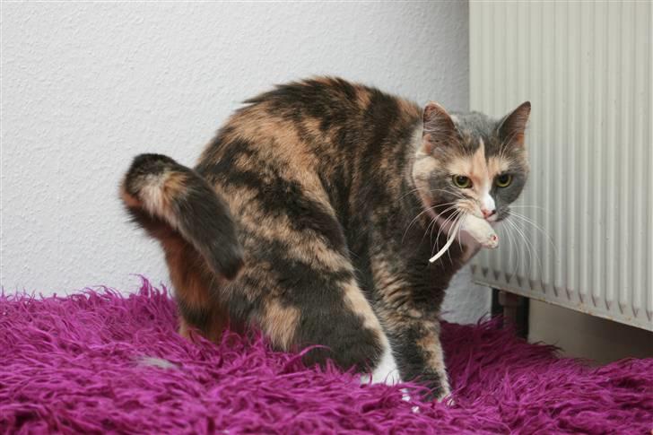 Huskat Maggie - Min lille hvide mus billede 8