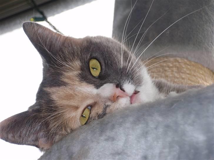 Huskat Maggie - Er jeg ikke nusser billede 9