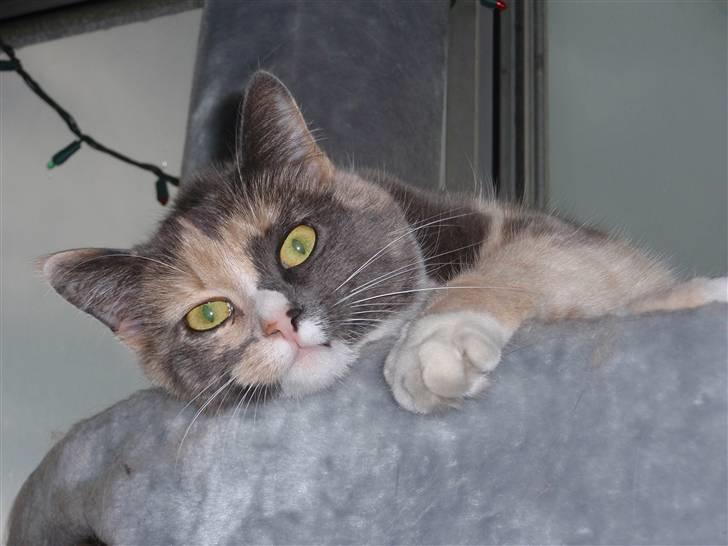 Huskat Maggie billede 10