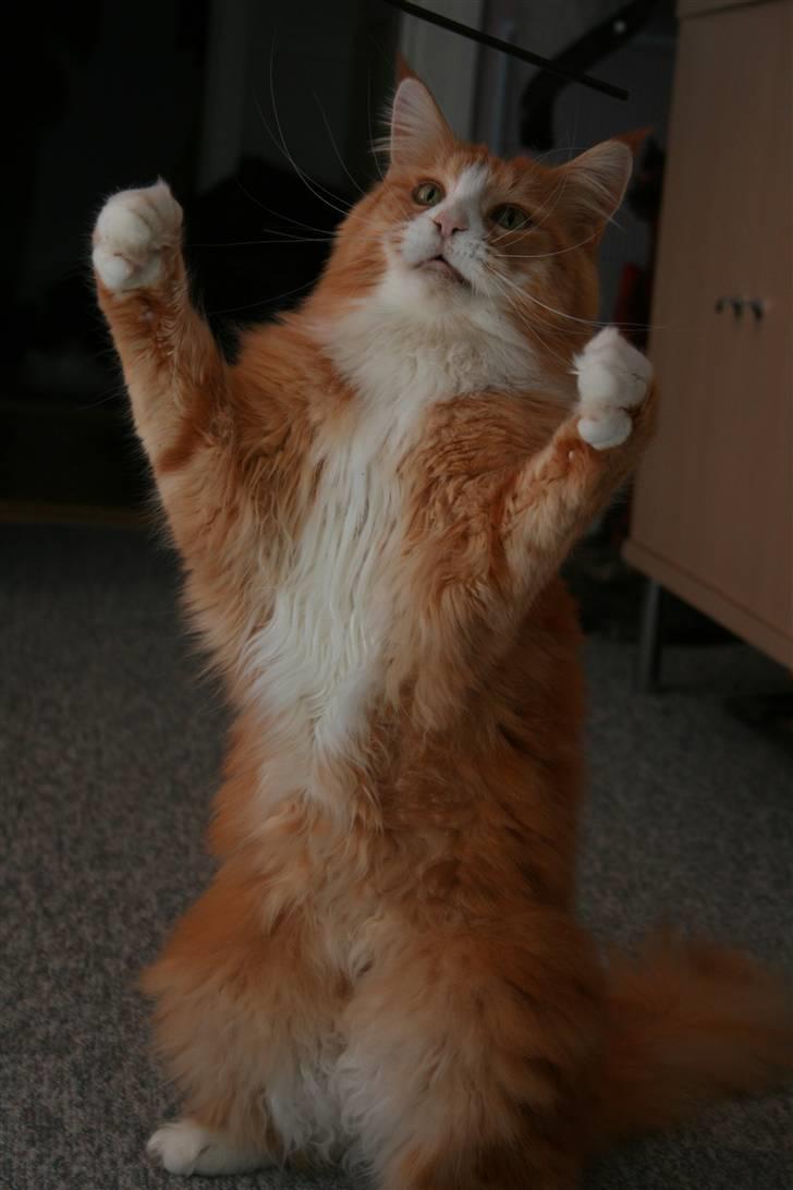 Maine Coon Gugger Red Iowa - Vil du have en kram af mig billede 10