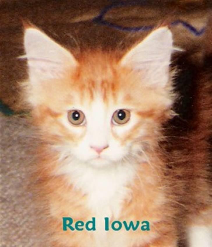 Maine Coon Gugger Red Iowa - Iowa som lille baby mis.. billede 11