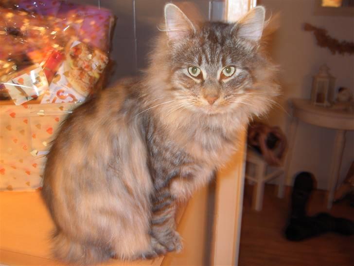 Norsk Skovkat Mini-Mis og Mis-Baby - Her er så Mini-Mis billede 1