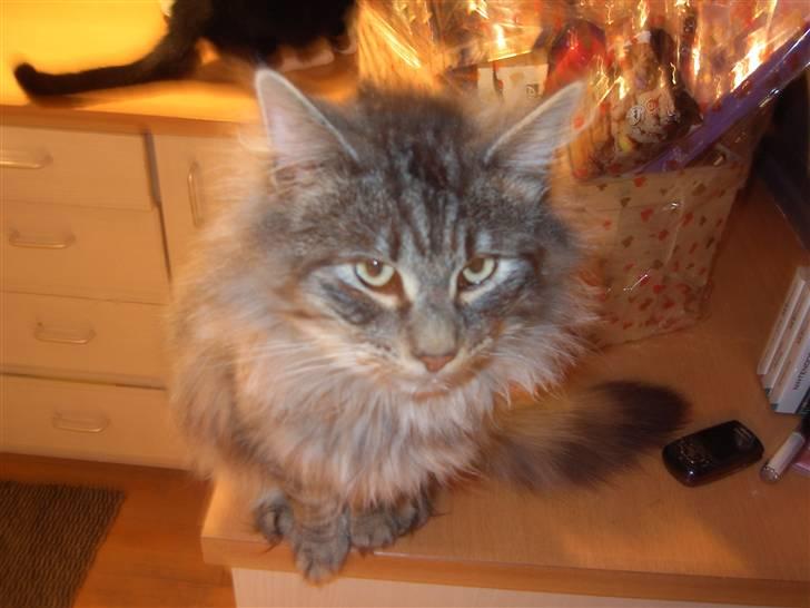 Norsk Skovkat Mini-Mis og Mis-Baby - Mini-Mis.... billede 2