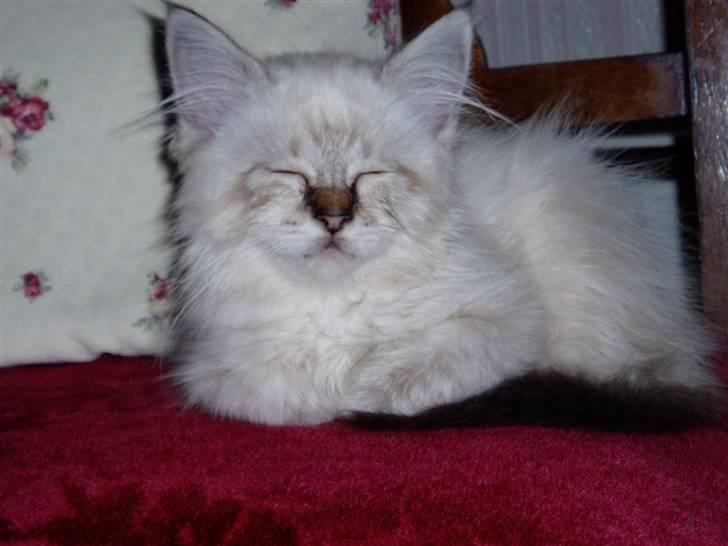 Hellig Birma Rosenlyst Rose (Trine) billede 2