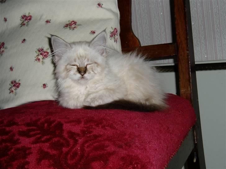 Hellig Birma Rosenlyst Rose (Trine) billede 3