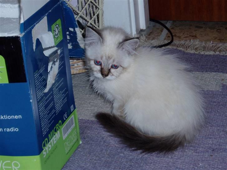 Hellig Birma Rosenlyst Rose (Trine) billede 4