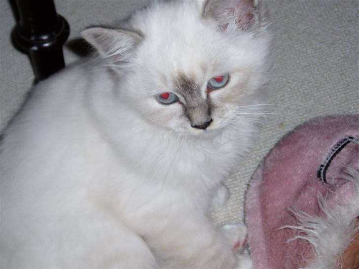 Hellig Birma Sinklair`s Gigi (Karla) billede 1