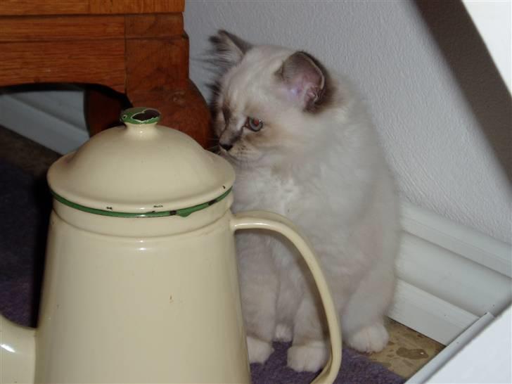 Hellig Birma Sinklair`s Gigi (Karla) billede 2