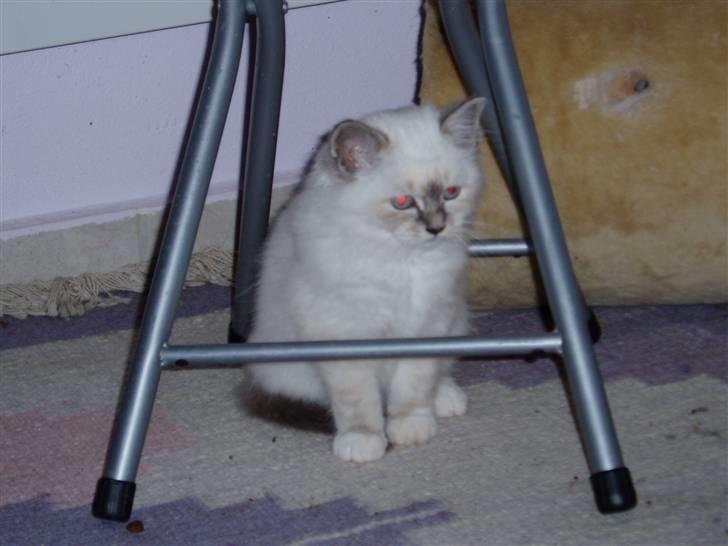 Hellig Birma Sinklair`s Gigi (Karla) billede 3