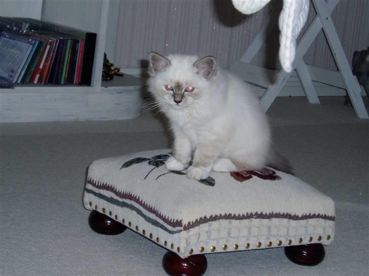 Hellig Birma Sinklair`s Gigi (Karla) billede 4