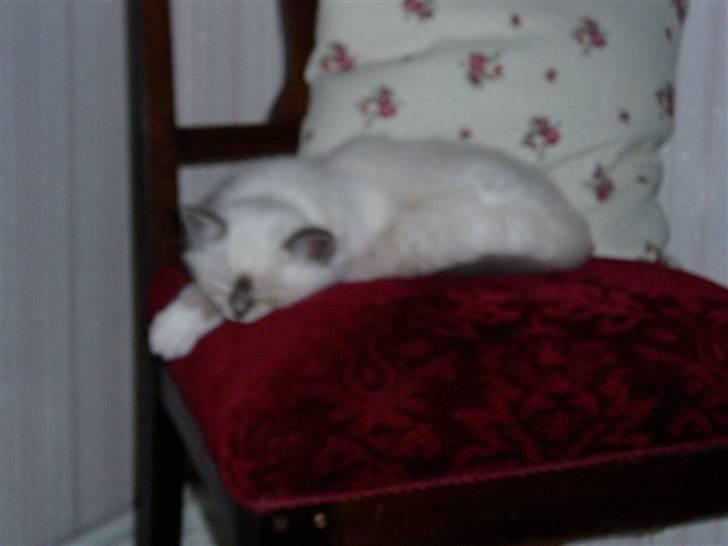 Hellig Birma Sinklair`s Gigi (Karla) billede 5