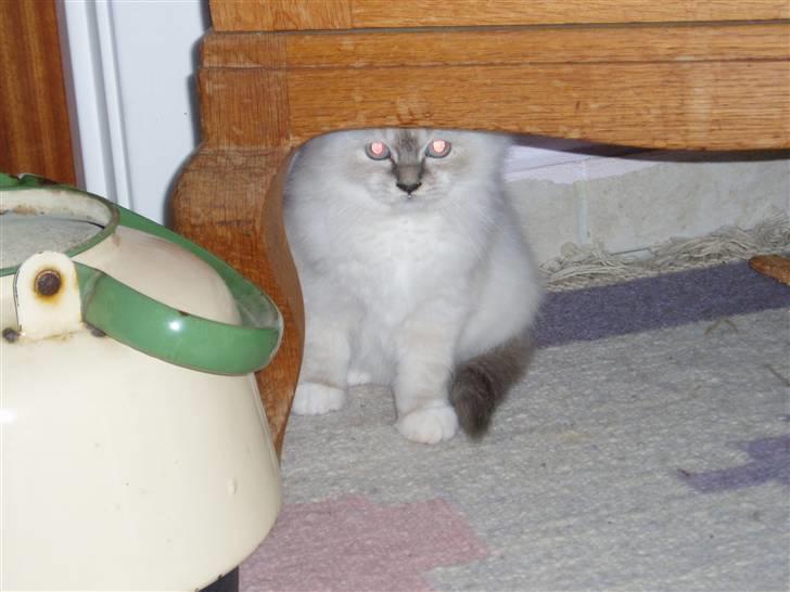 Hellig Birma Sinklair`s Gigi (Karla) billede 6