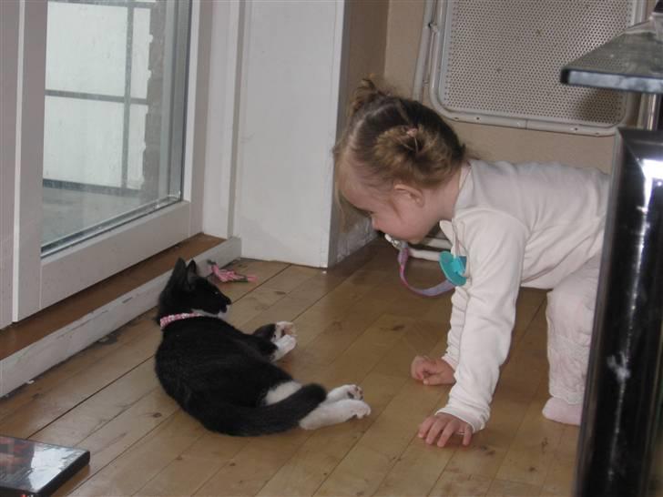 Huskat baloo *løbet væk* billede 14