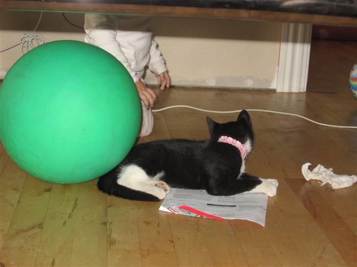 Huskat baloo *løbet væk* billede 15