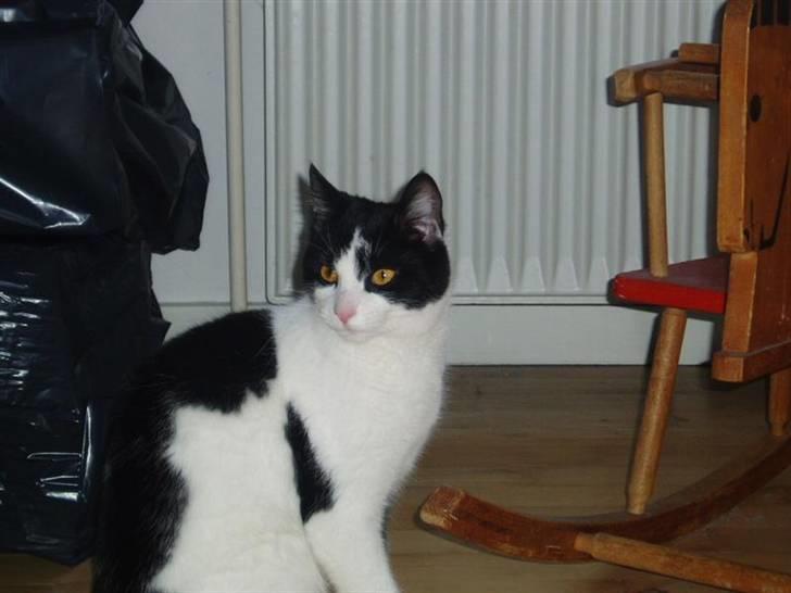 Blanding af racer samsonluna - øv du fandt mig billede 2