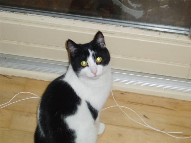 Blanding af racer samsonluna - jeg vil så gerne der ud og fange mus  billede 3