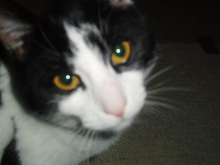 Blanding af racer samsonluna - Hvaaaaaaad ..???  billede 4