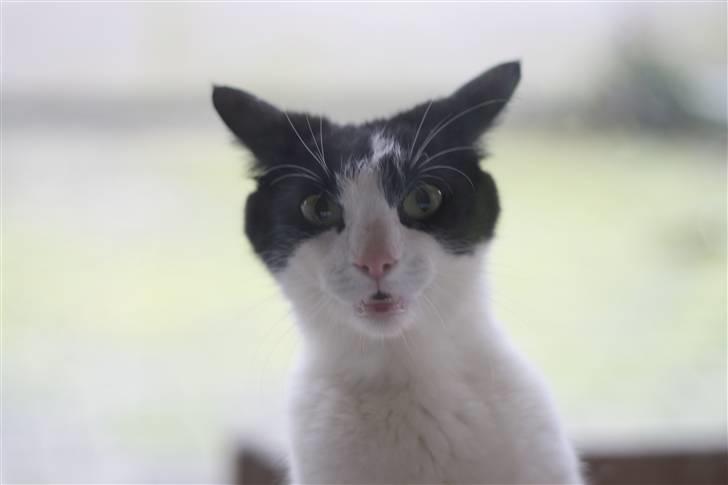 Blanding af racer samsonluna - LUK mig så ind nu nu nu.!!! billede 5